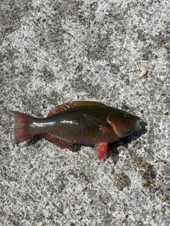 イラブチャーの釣果