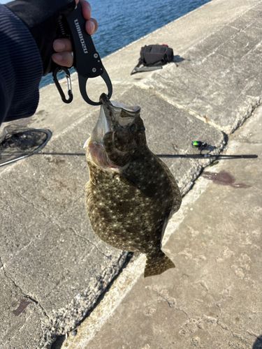 ヒラメの釣果
