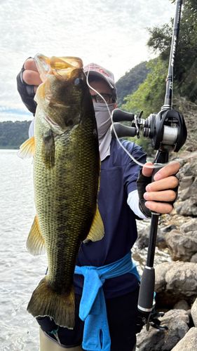 ブラックバスの釣果