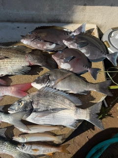 クロダイの釣果