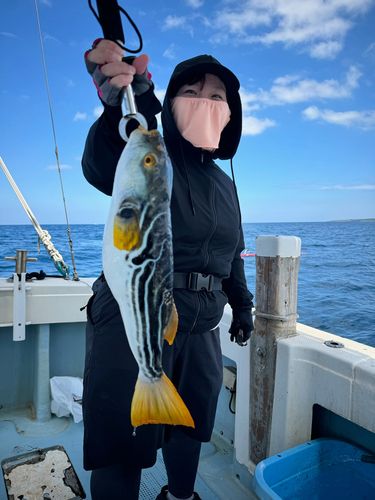 シマフグの釣果