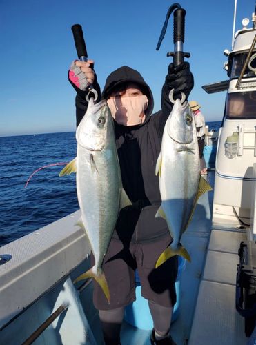 ヒラマサの釣果