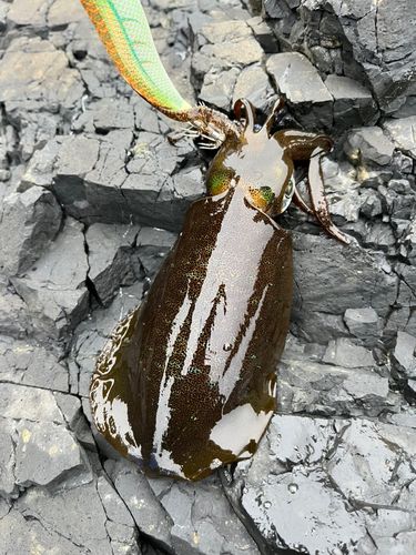 アオリイカの釣果