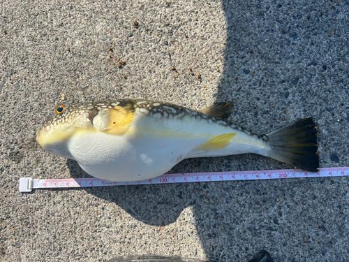 フグの釣果