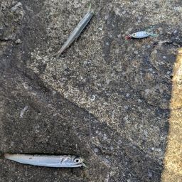 カタクチイワシ