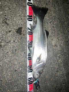 ヒラスズキの釣果