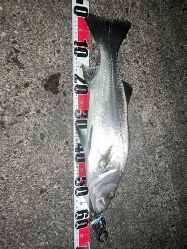 ヒラスズキの釣果