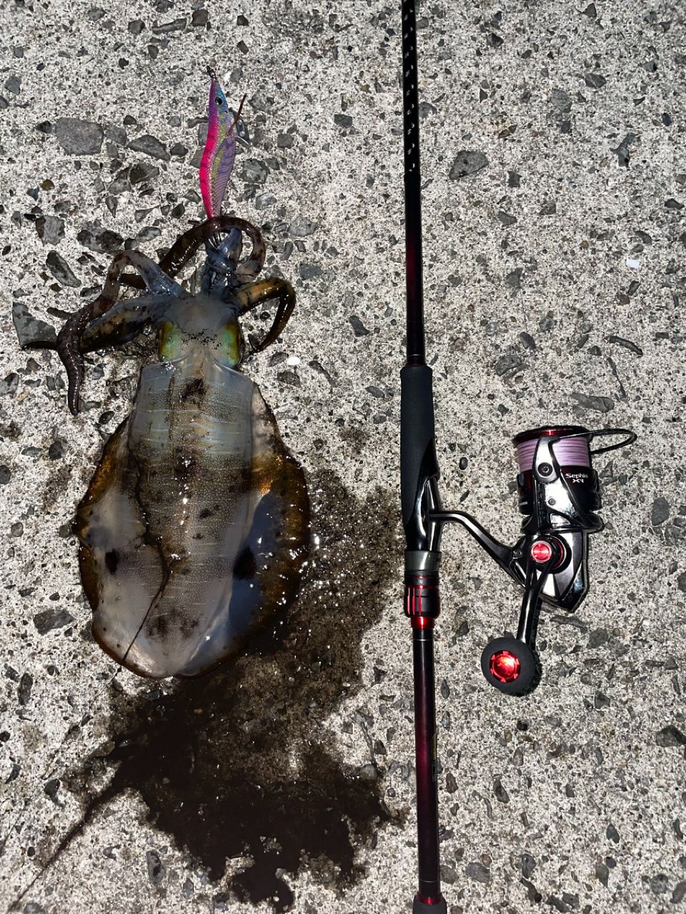 SHIMANO 18セフィア BB S86Mの最安値・インプレ・釣果 | 本音の口コミ