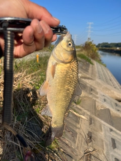ヘラブナの釣果