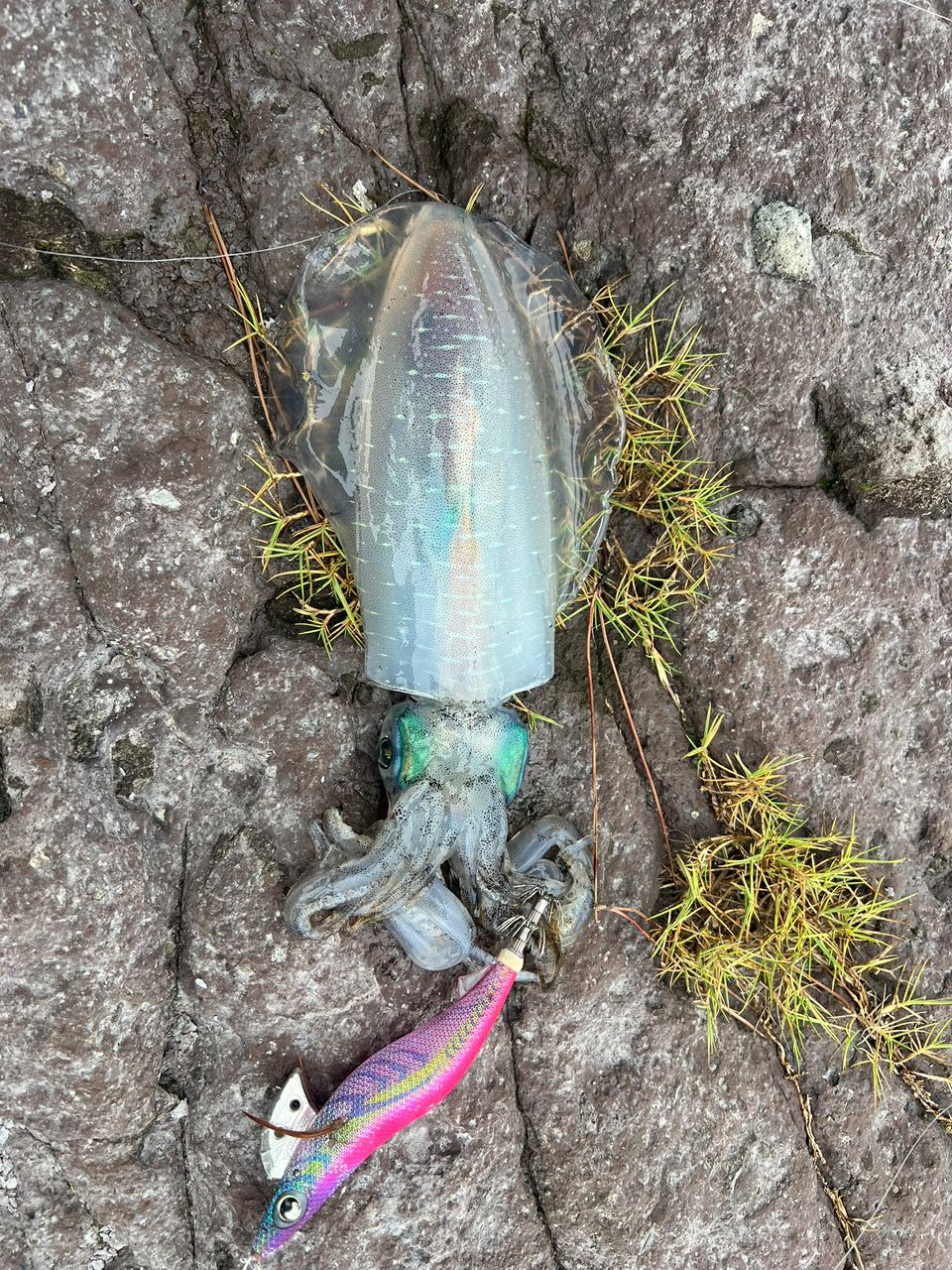 SHIMANO 18セフィア BB S86Mの最安値・インプレ・釣果 | 本音の口コミ