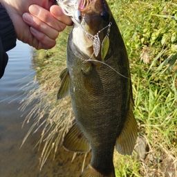 スモールマウスバス