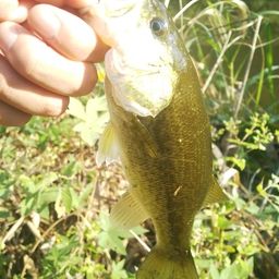 ラージマウスバス