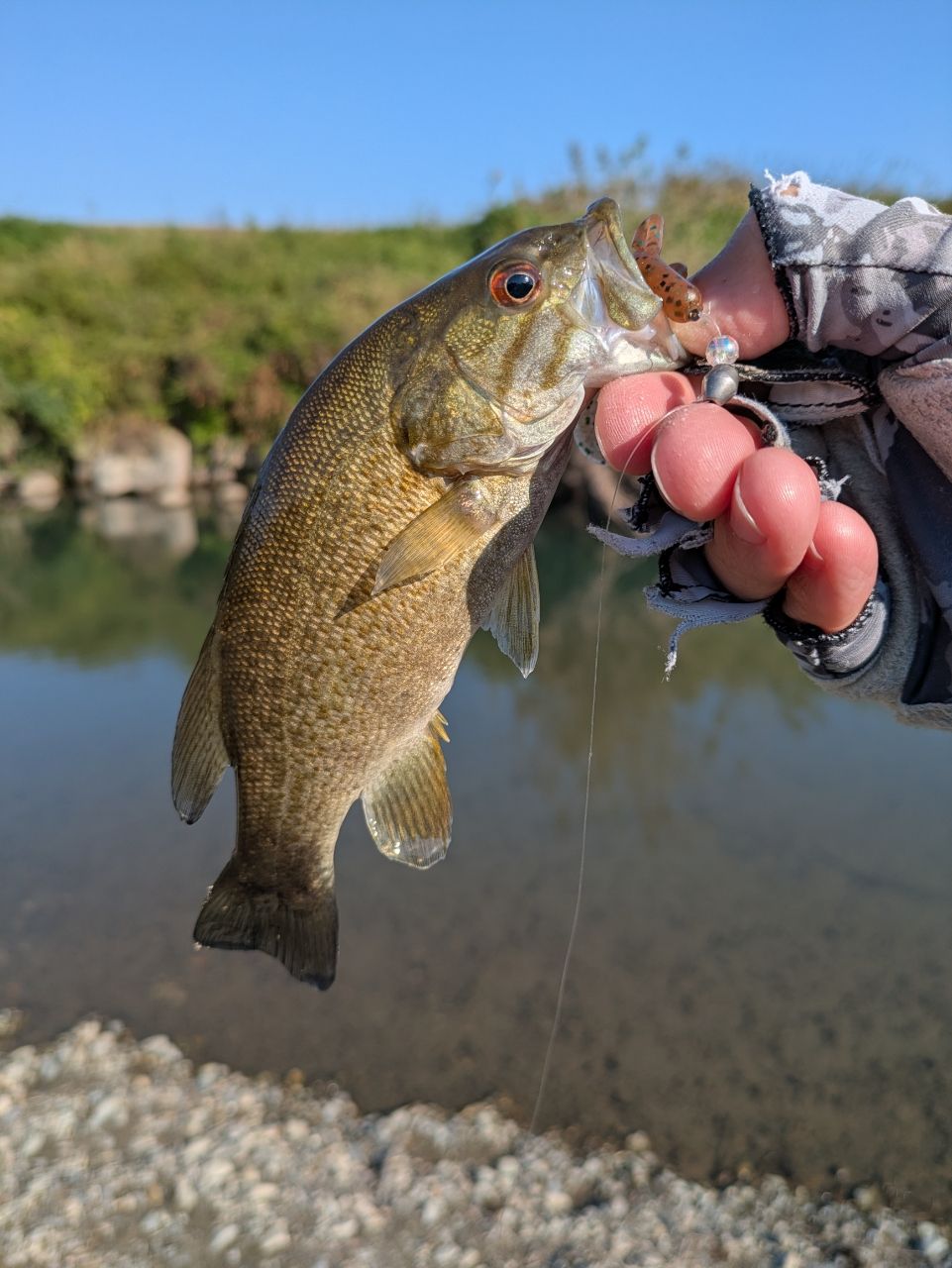 スモールマウスバス