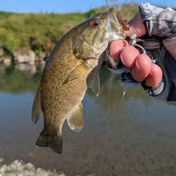 スモールマウスバス