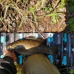 スモールマウスバス