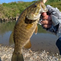 スモールマウスバス