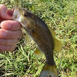 スモールマウスバス