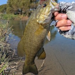 スモールマウスバス