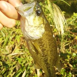 ラージマウスバス