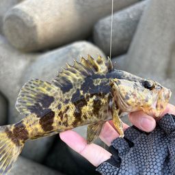 タケノコメバル