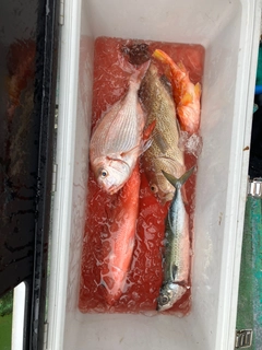 オオモンハタの釣果