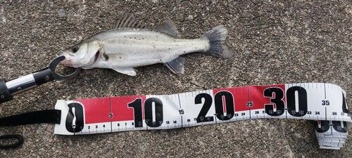 テナガエビの釣果