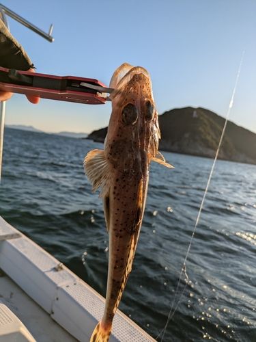 イネゴチの釣果