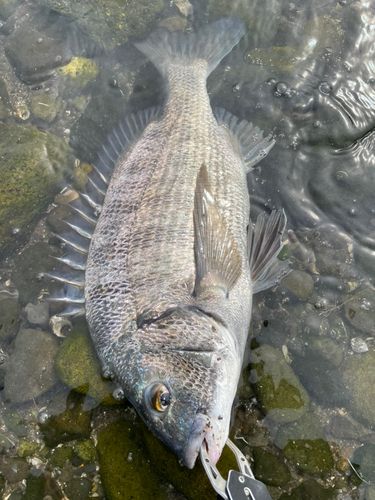 チヌの釣果