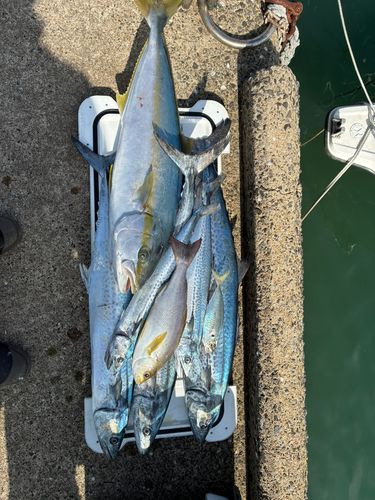 サワラの釣果