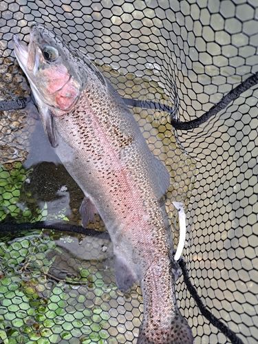 フィッシングパーク高島の泉