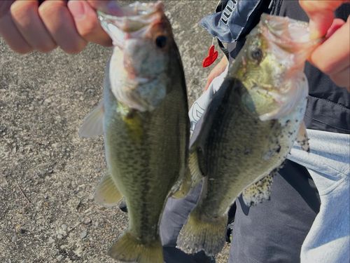 ブラックバスの釣果