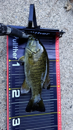 スモールマウスバスの釣果