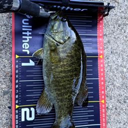 スモールマウスバス