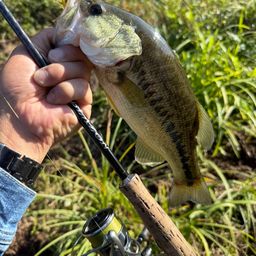 ラージマウスバス