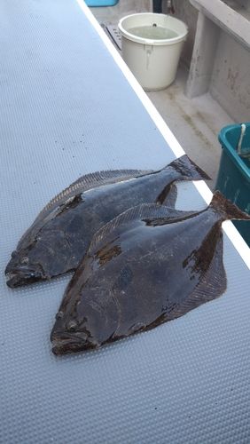ヒラメの釣果
