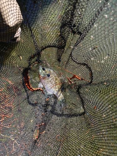 ブルーギルの釣果