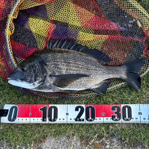 豊洲ぐるり公園