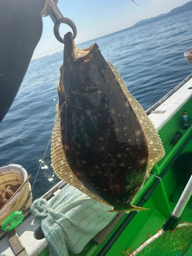 ヒラメの釣果