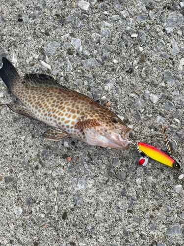 オオモンハタの釣果