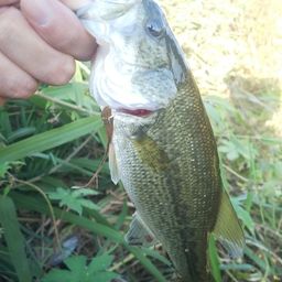 ラージマウスバス