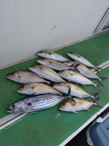 ショゴの釣果