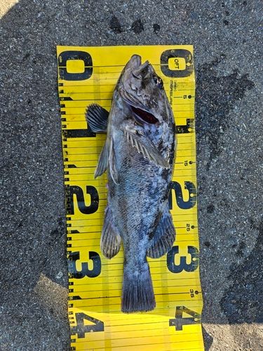 クロソイの釣果