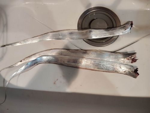 タチウオの釣果