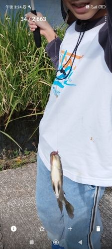 ティラピアの釣果