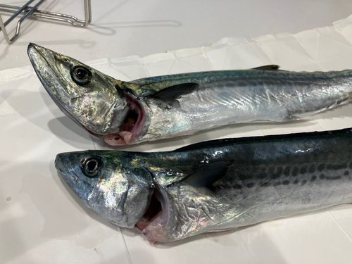 サゴシの釣果