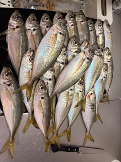 マアジの釣果