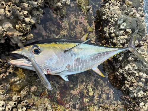 キハダマグロの釣果