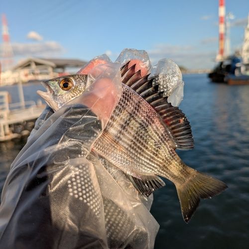 チヌの釣果