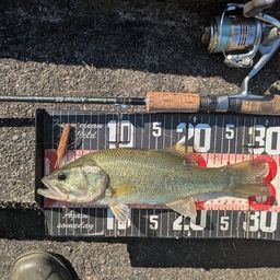 ラージマウスバス