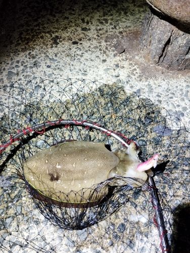 コウイカの釣果